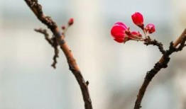 最新爆料小鱼海棠,揭秘神秘海洋生物的奇幻之旅
